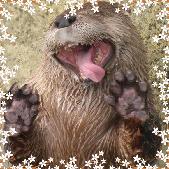 Meet your Posher, Sammi Jo - Picture 1 of 1